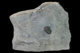 Very Inflated, Flexicalymene Trilobite - LaPrairie, Quebec #164358-1